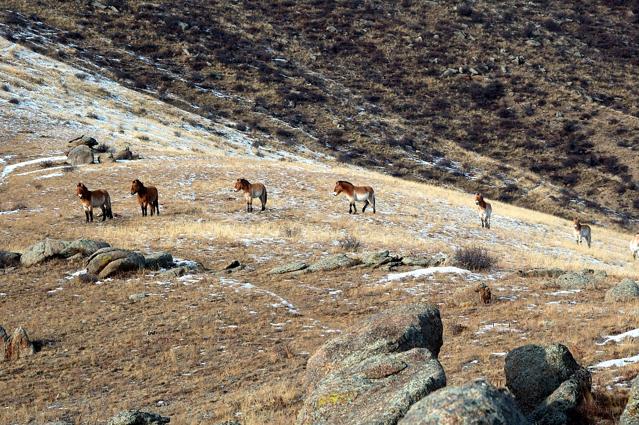 Hustai National Park